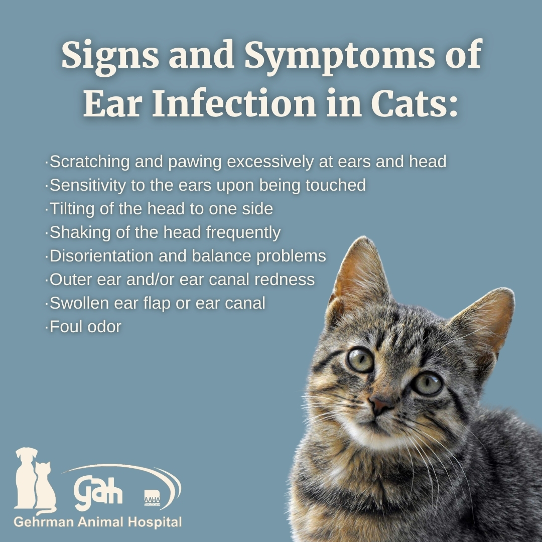 Cat swollen ear clearance flap
